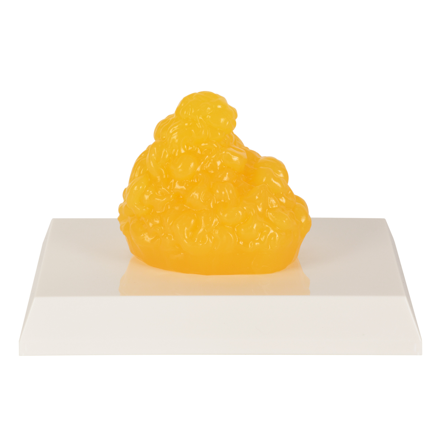 Mini Human Body Fat Replica For Student Education