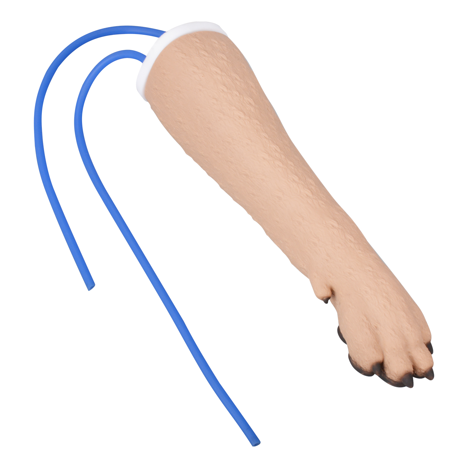 Canine IV Training Kit with Forelimb  Model