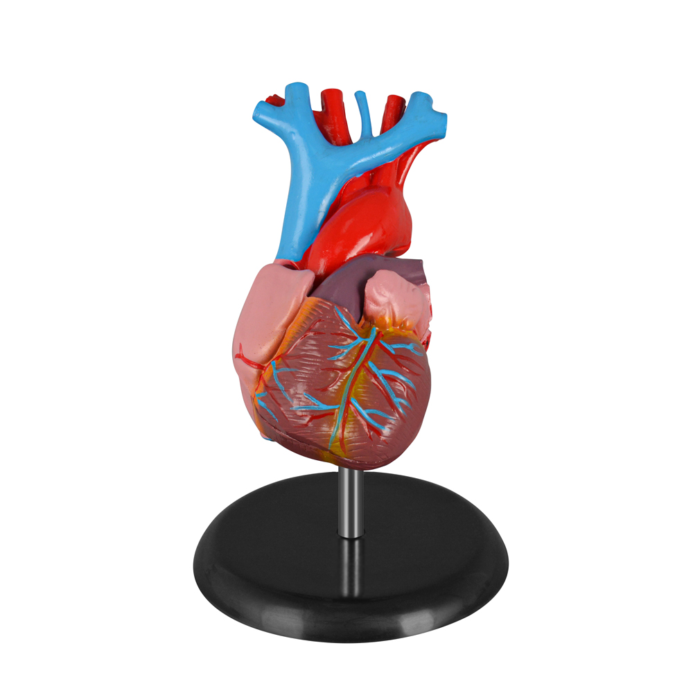 Human Heart Anatomical Model