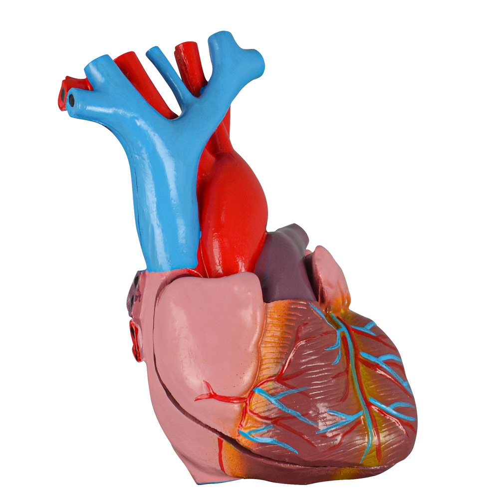 Human Heart Anatomical Model