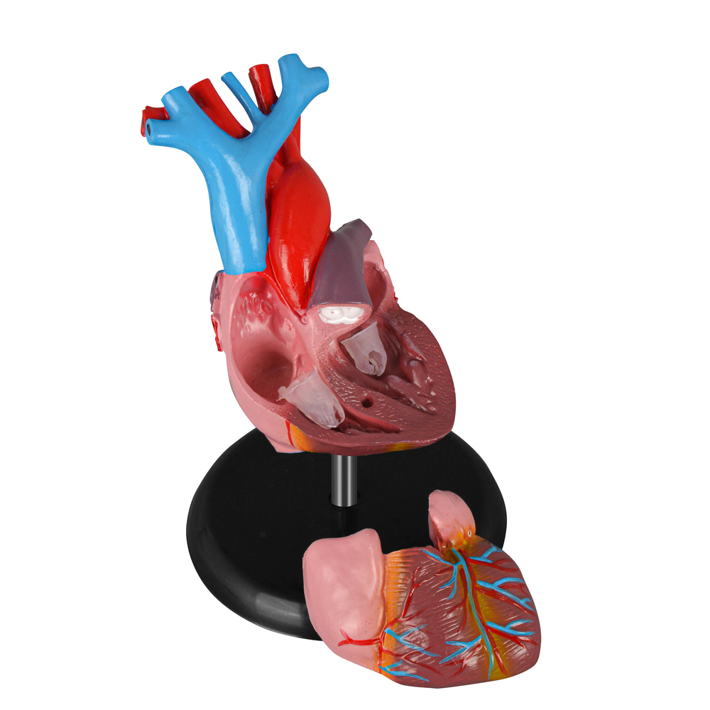 Human Heart Anatomical Model