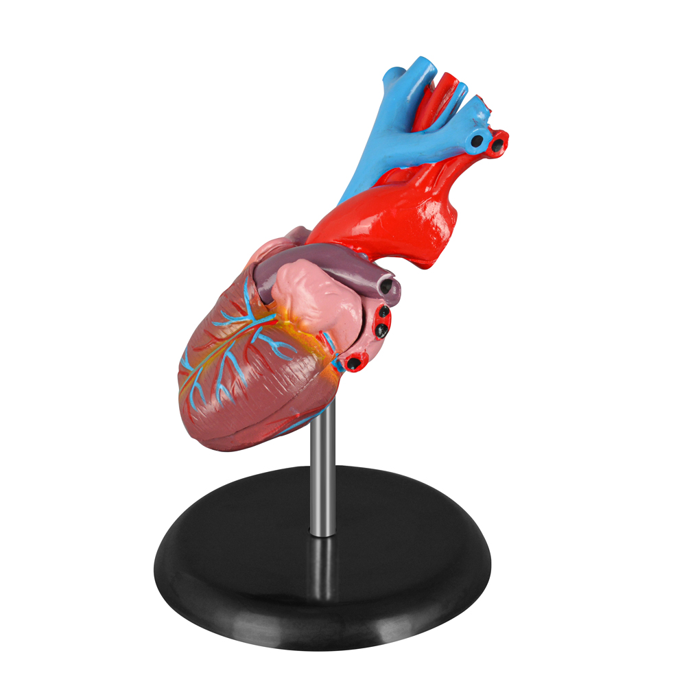 Human Heart Anatomical Model