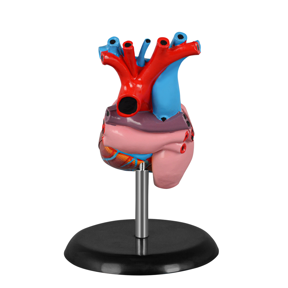 Human Heart Anatomical Model