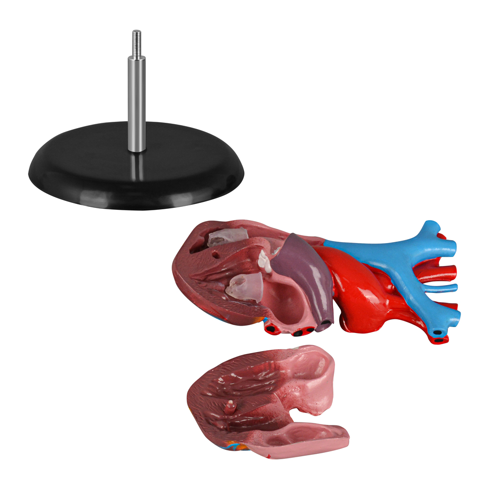 Human Heart Anatomical Model