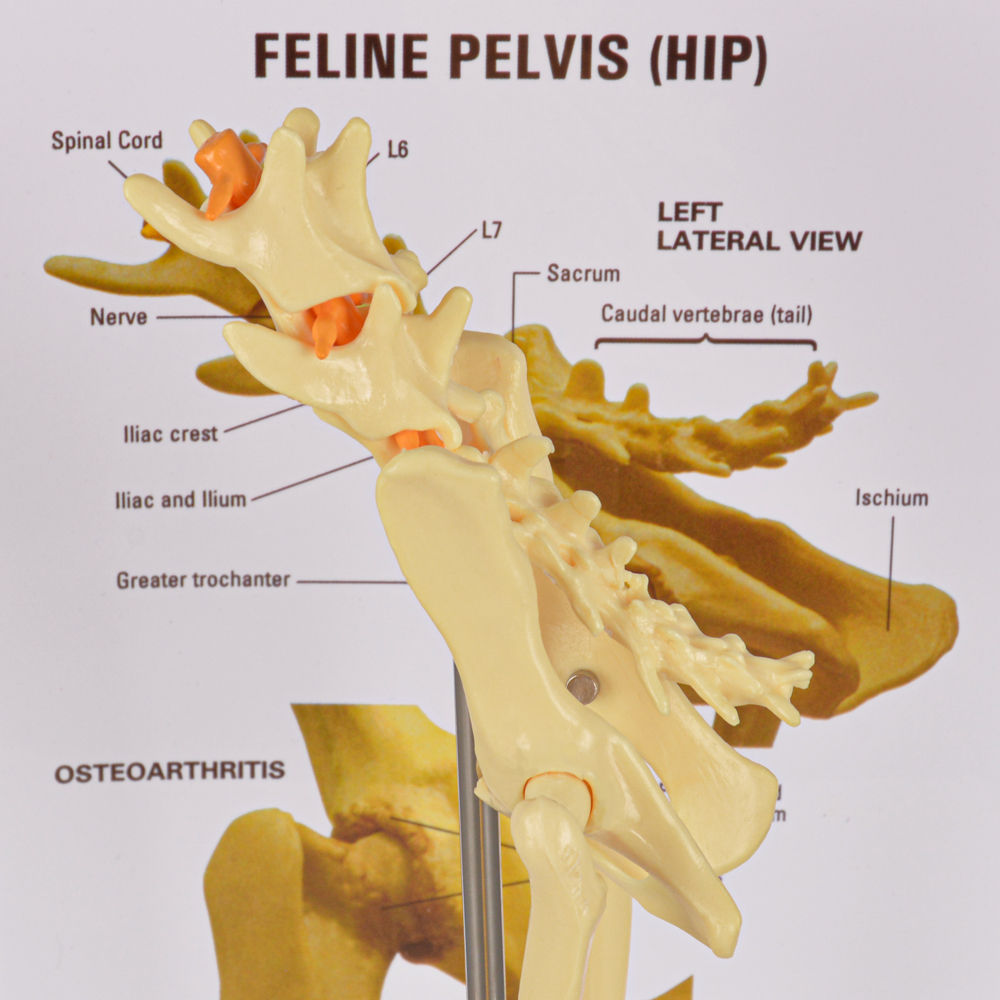Feline Pelvis Hip Model