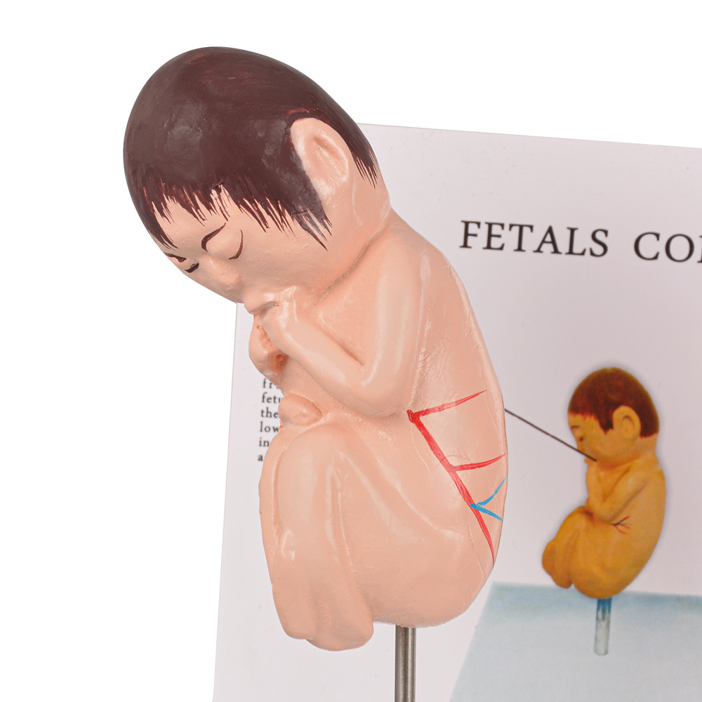 Healthy Fetus Model