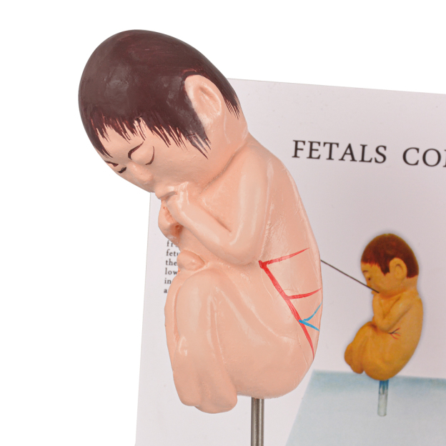 Healthy Fetus Model