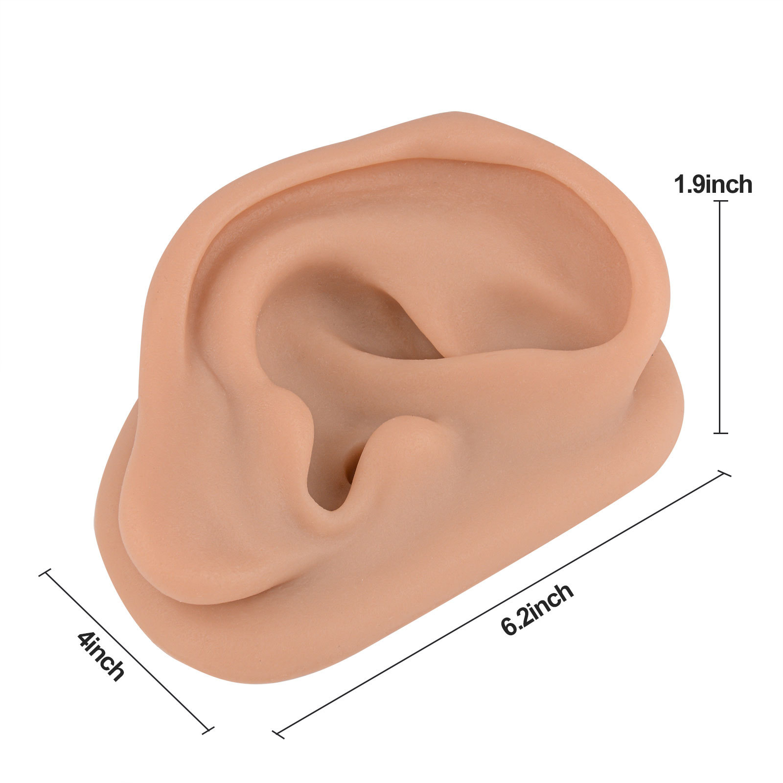 ear model size