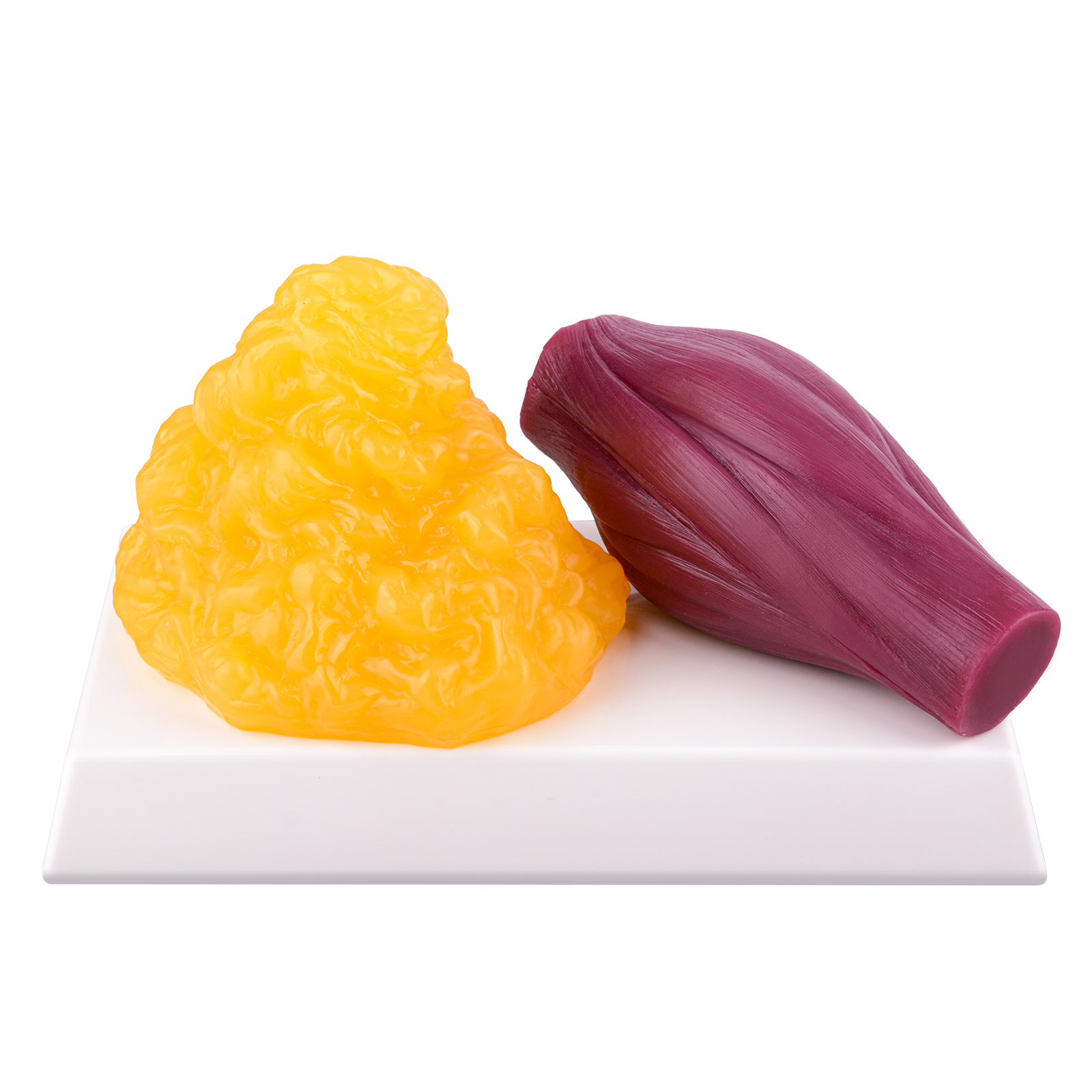 1 LB Fat vs 1 LB Muscle Model Set