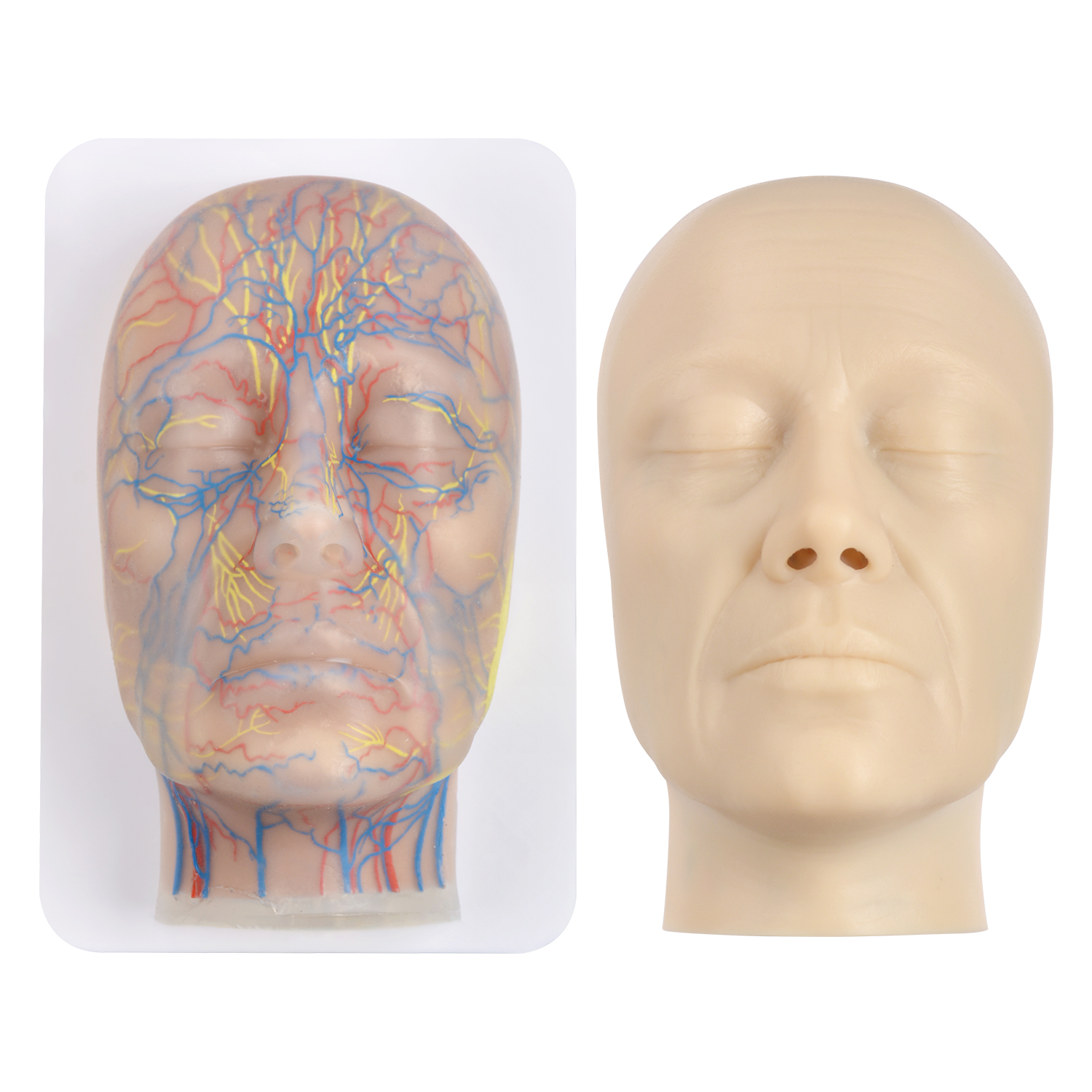 Face Injection Mannequin with Blood Vessels and Nerves
