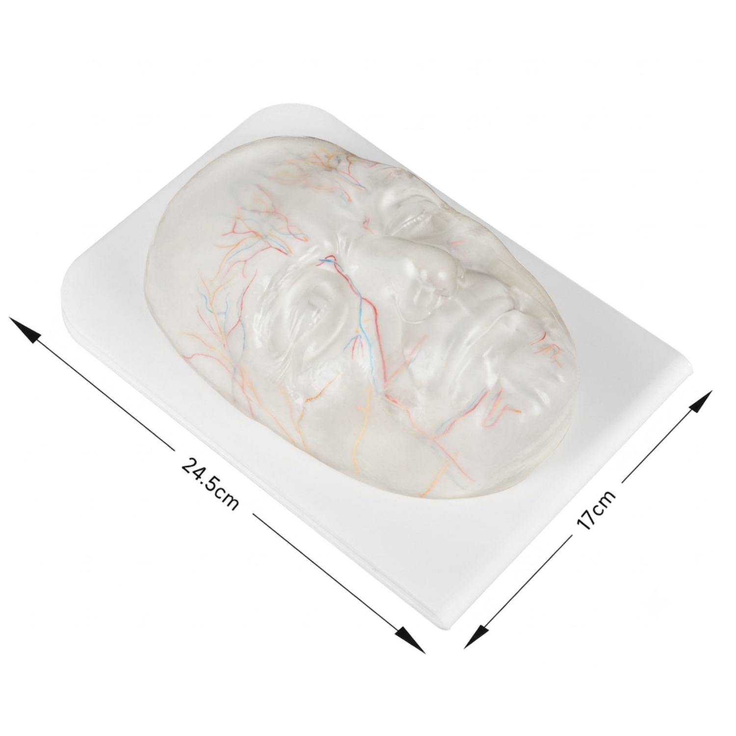 Transparent Facial Injection Mannequin with Visible Vessels and Nerves