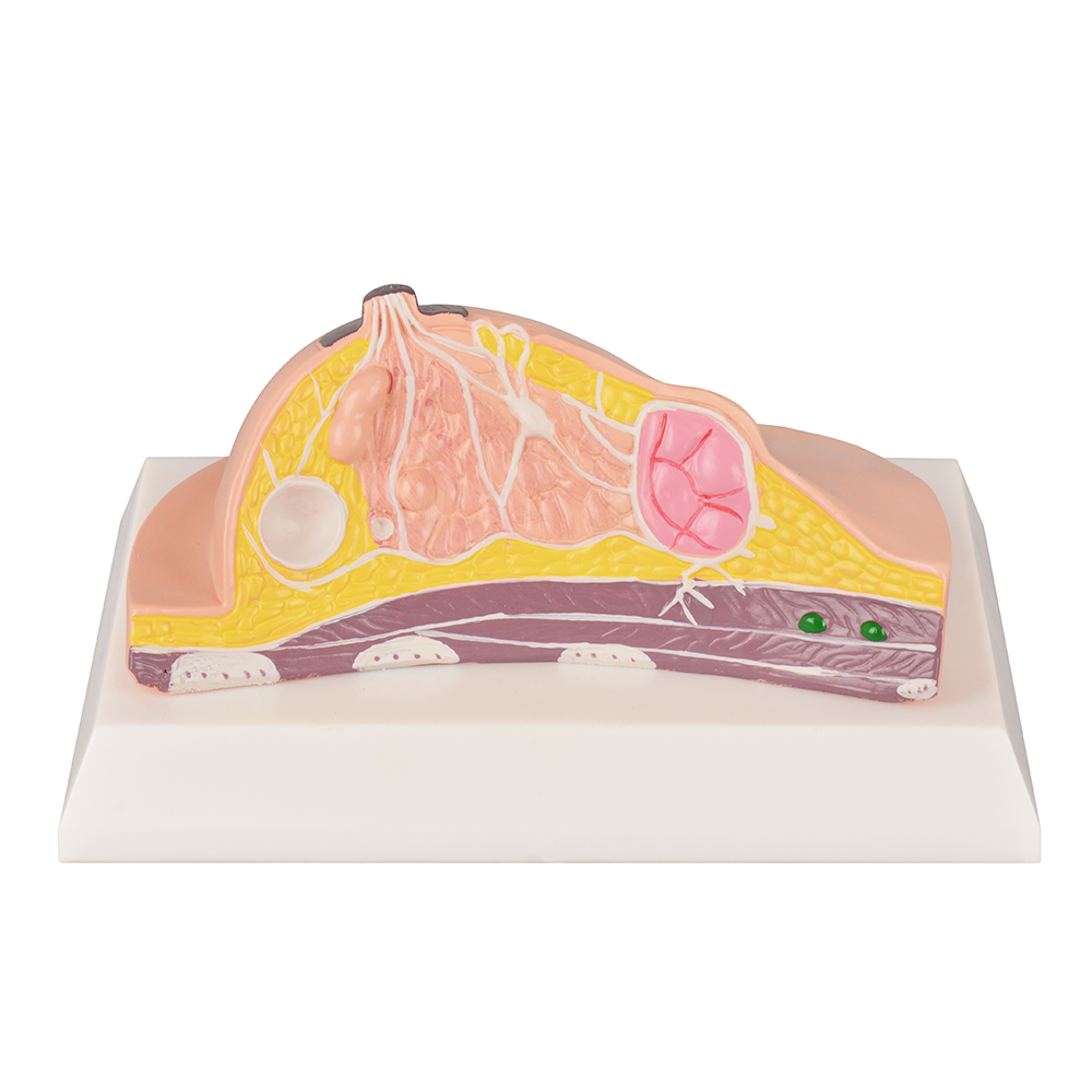 Breast Anatomy Education Model with Knowledge Cards