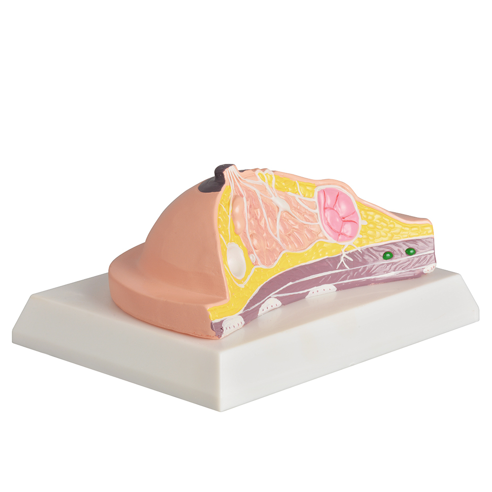 Breast Anatomy Education Model with Knowledge Cards