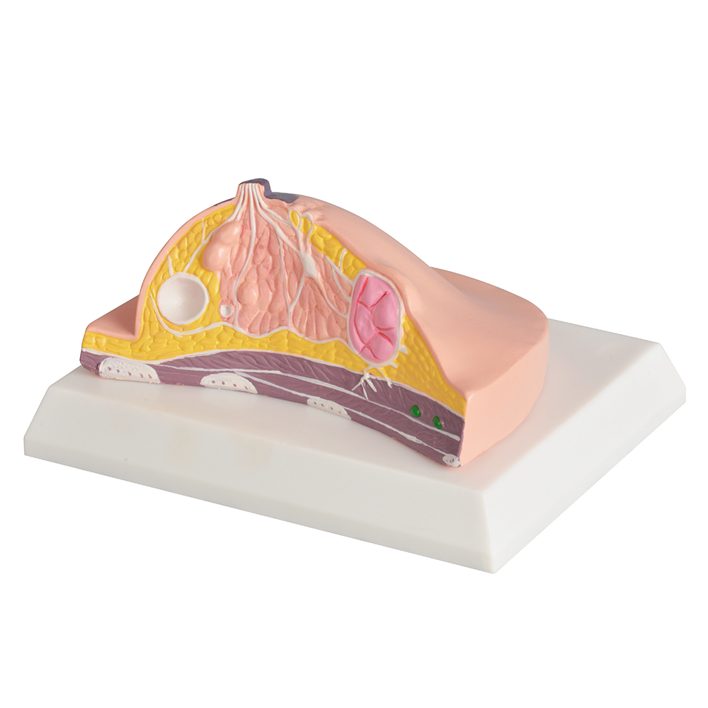 Breast Anatomy Education Model with Knowledge Cards