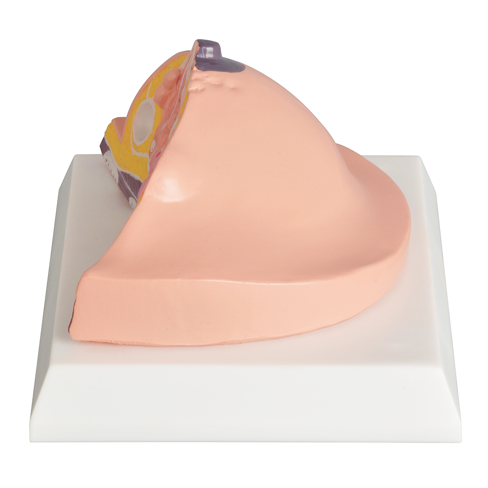 Breast Anatomy Education Model with Knowledge Cards