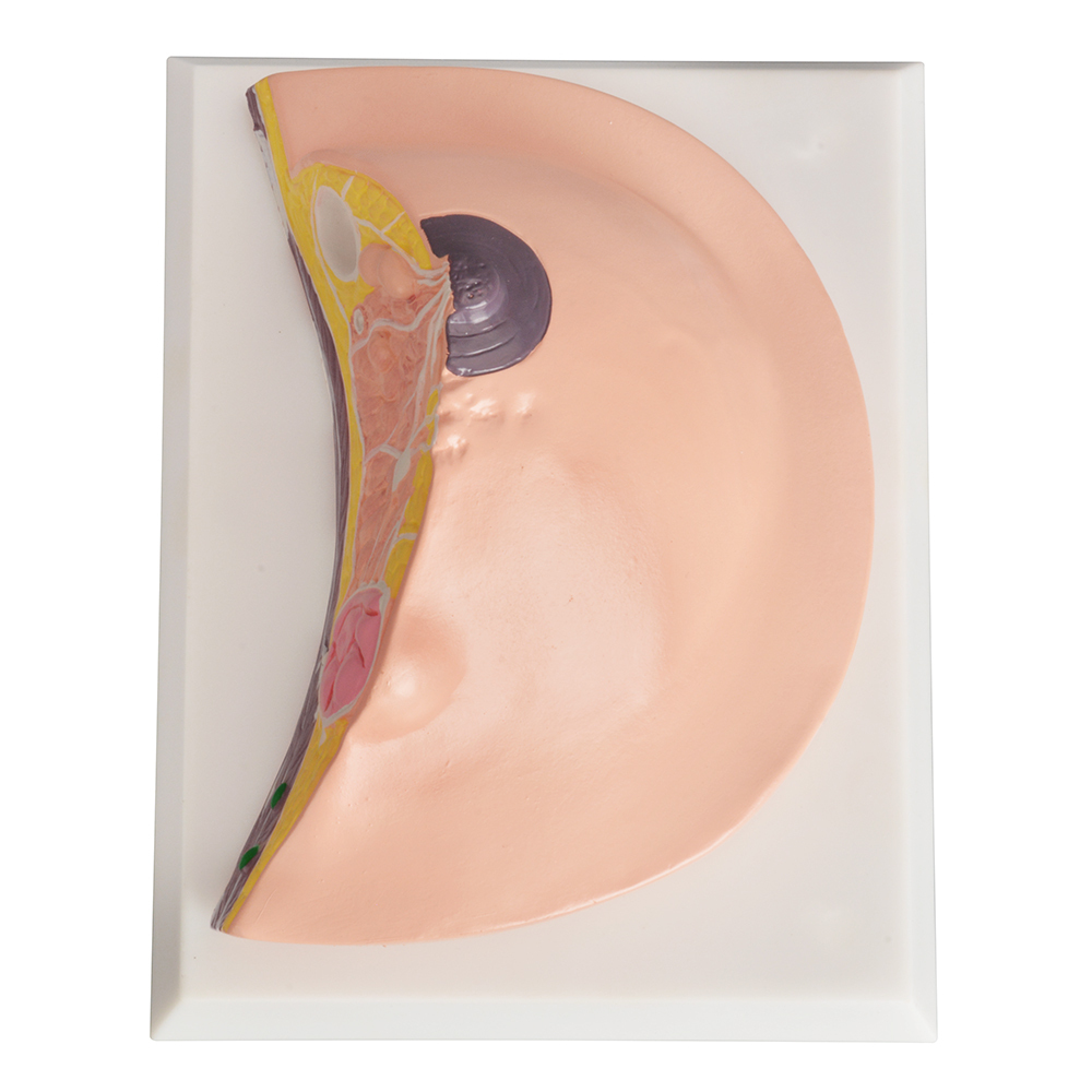 Breast Anatomy Education Model with Knowledge Cards