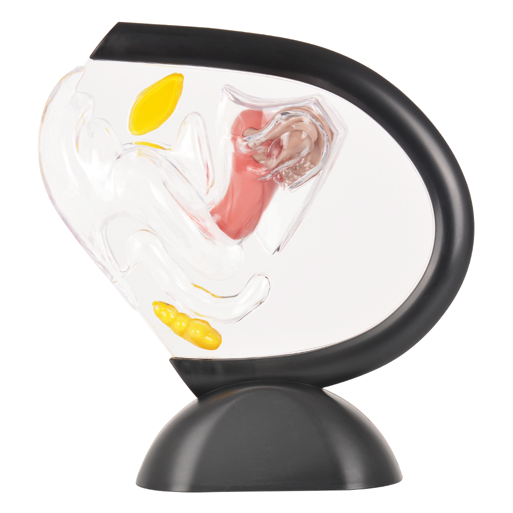 Ulterus Anatomy Teaching and Education Model