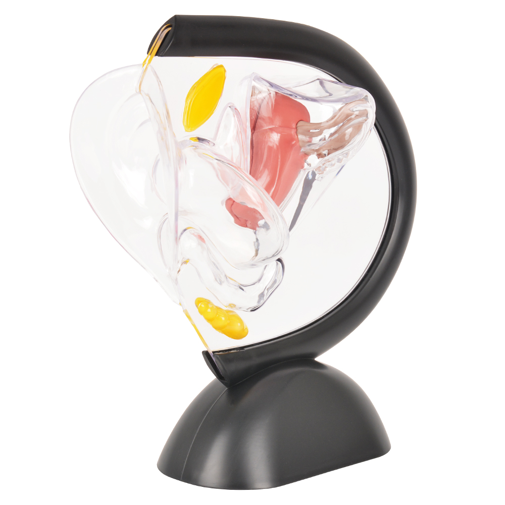 Transparent Uterus Anatomy Model