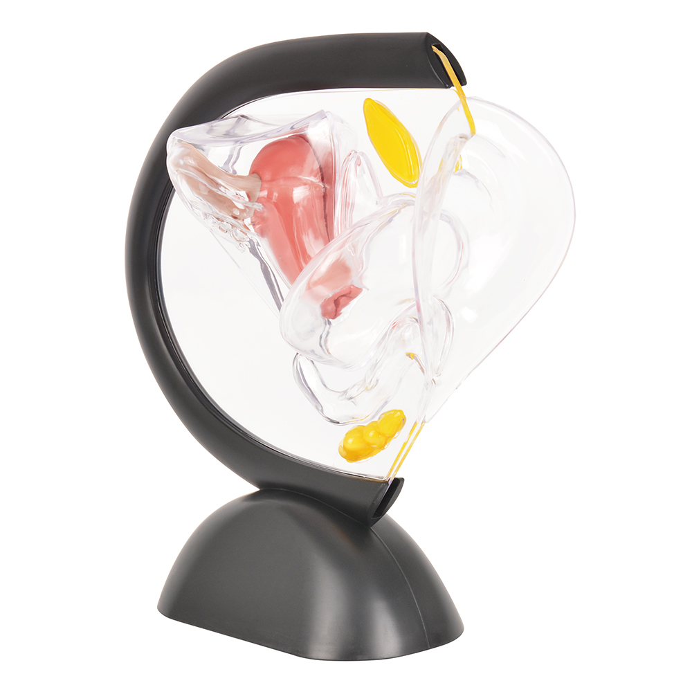 Uterus Anatomy Model for Female Reproductive System Education