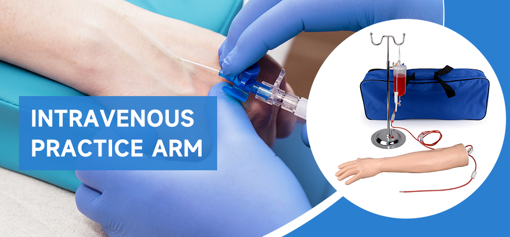 IV Arm for Intravenous Injection Training