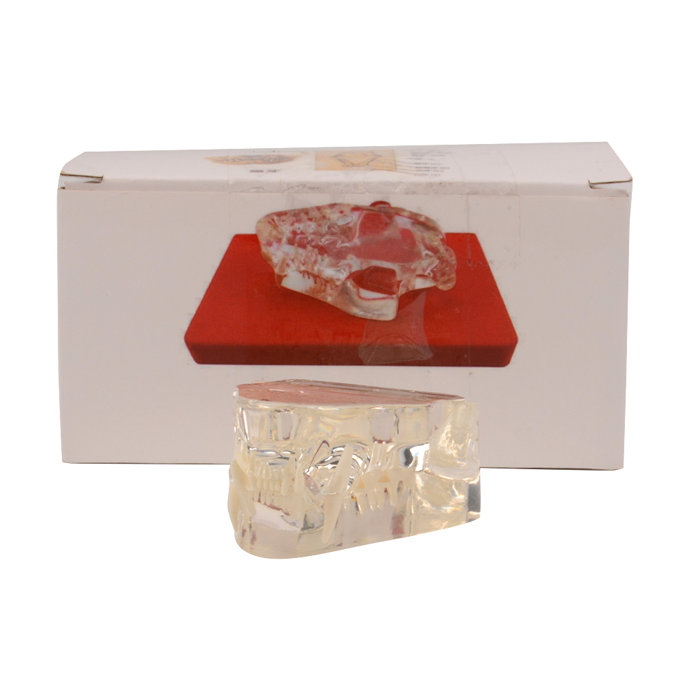Transparent Cat Dental Anatomy Model
