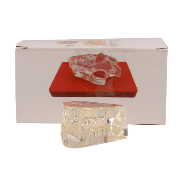 Transparent Cat Dental Anatomy Model