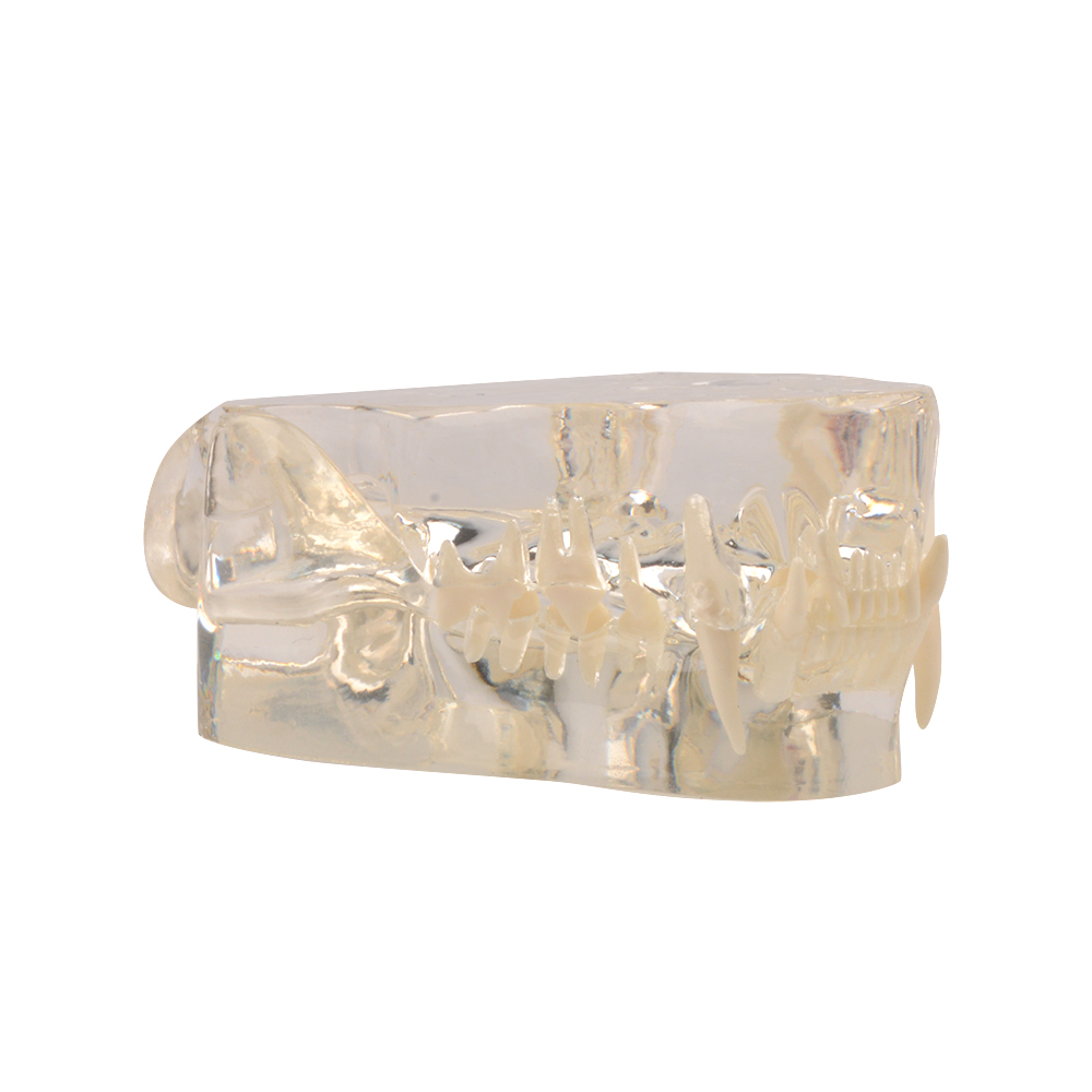 Transparent Cat Dental Anatomy Model