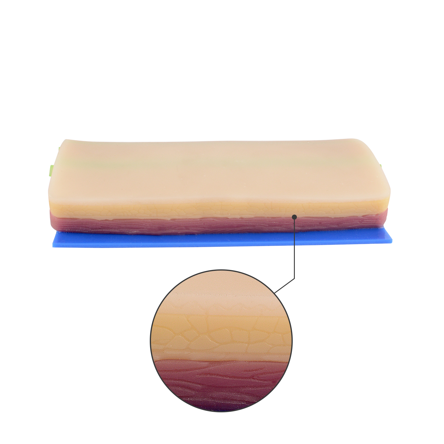 IV Catheter Training Pad with 2 Embeded Veins