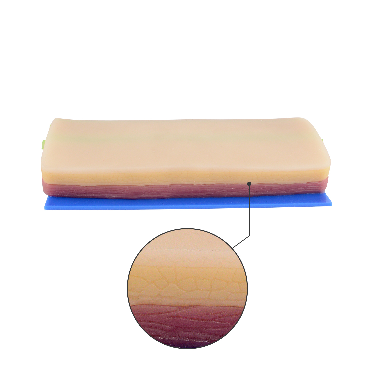 IV Catheter Training Pad with 2 Embeded Veins