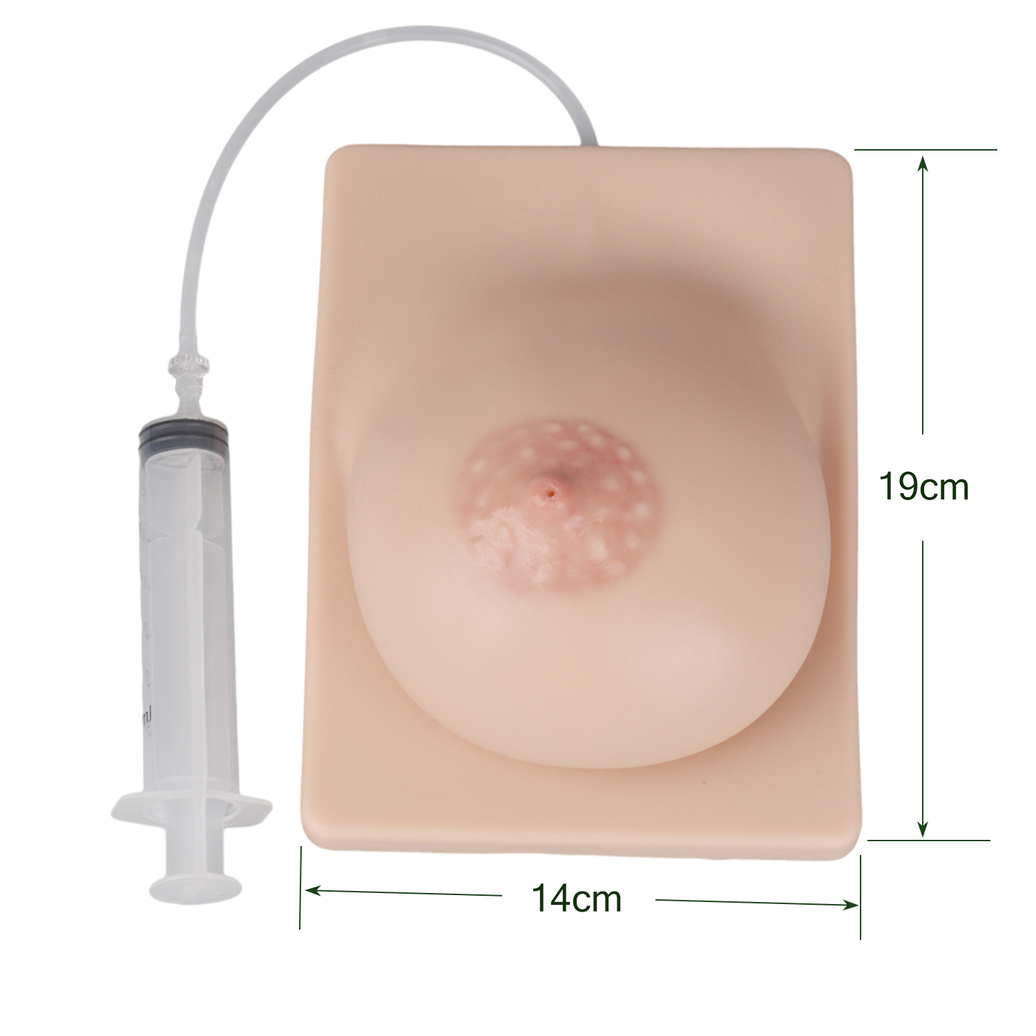 The Size of Breastfeeding Skills Training Model