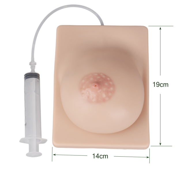 The Size of Breastfeeding Skills Training Model