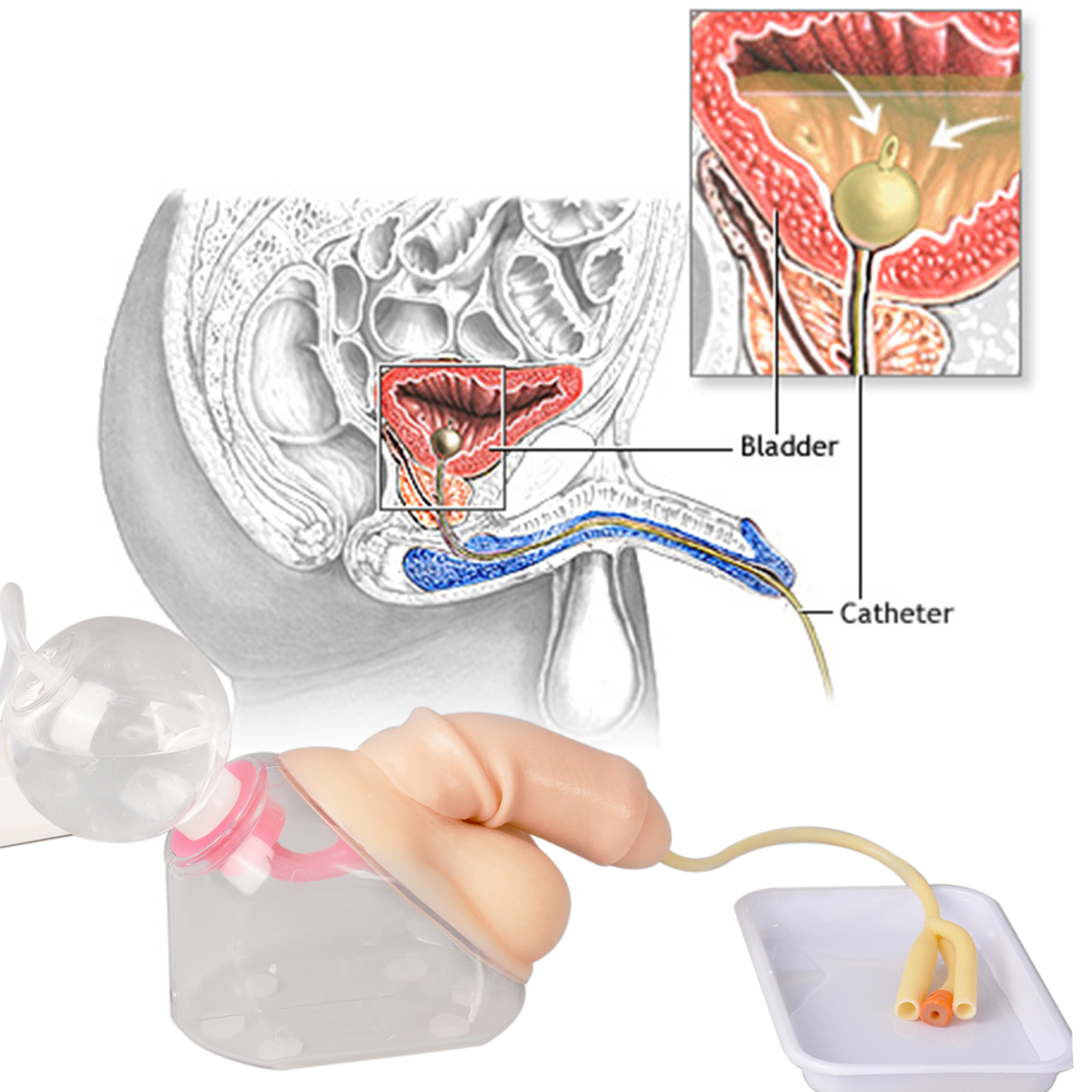 Male Urinary Catheterization Training Simulator