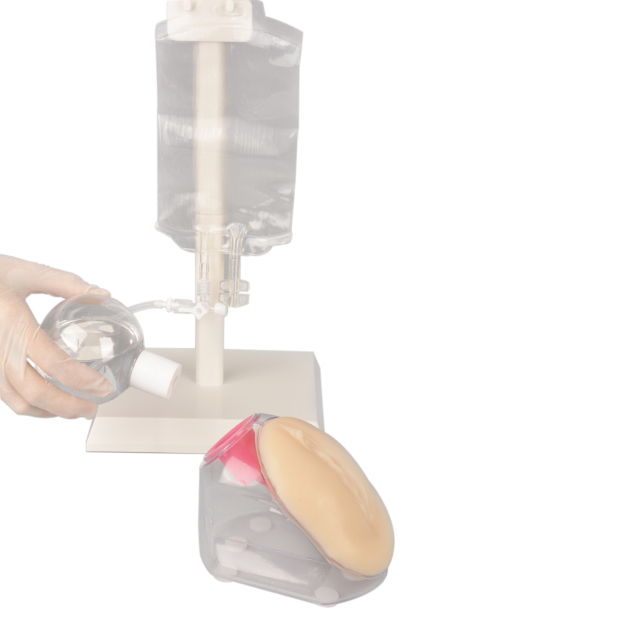 Female Urinary Catheterization Trainer