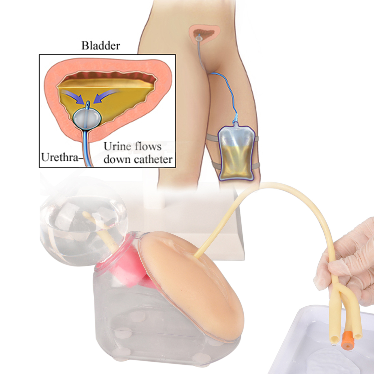 Female Urinary Catheterization Trainer