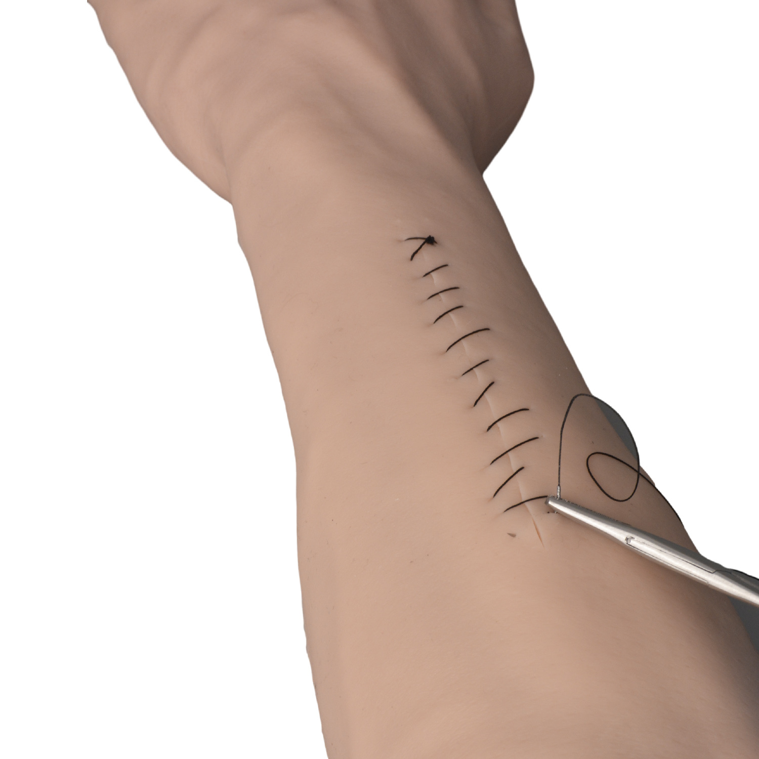 Arm Training Model For Wound Closure Techniques