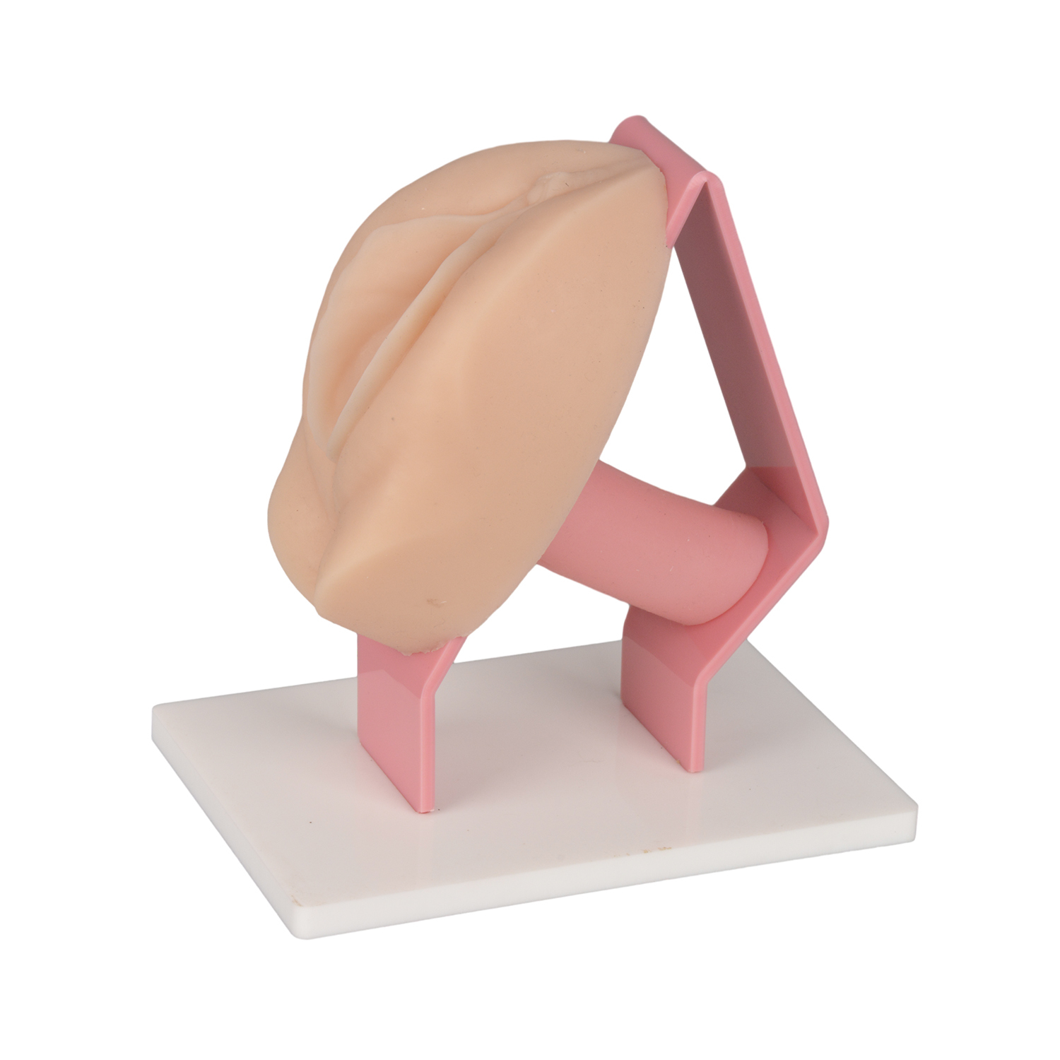 Hands-On Gynecology Training Model for Student Learning