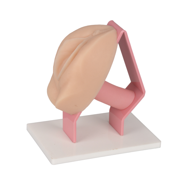 Hands-On Gynecology Training Model for Student Learning