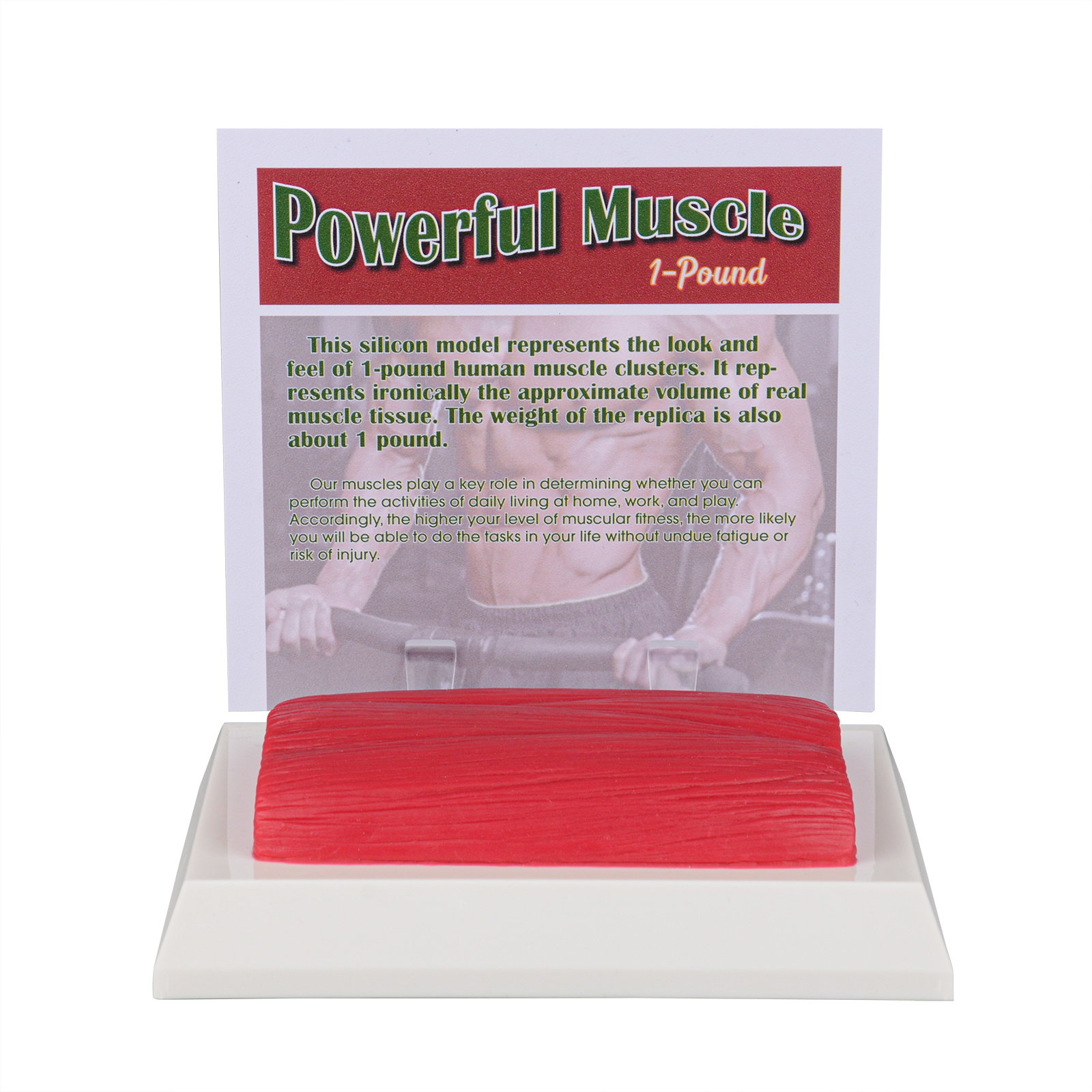 SimCoach 1 LB Muscle Replica