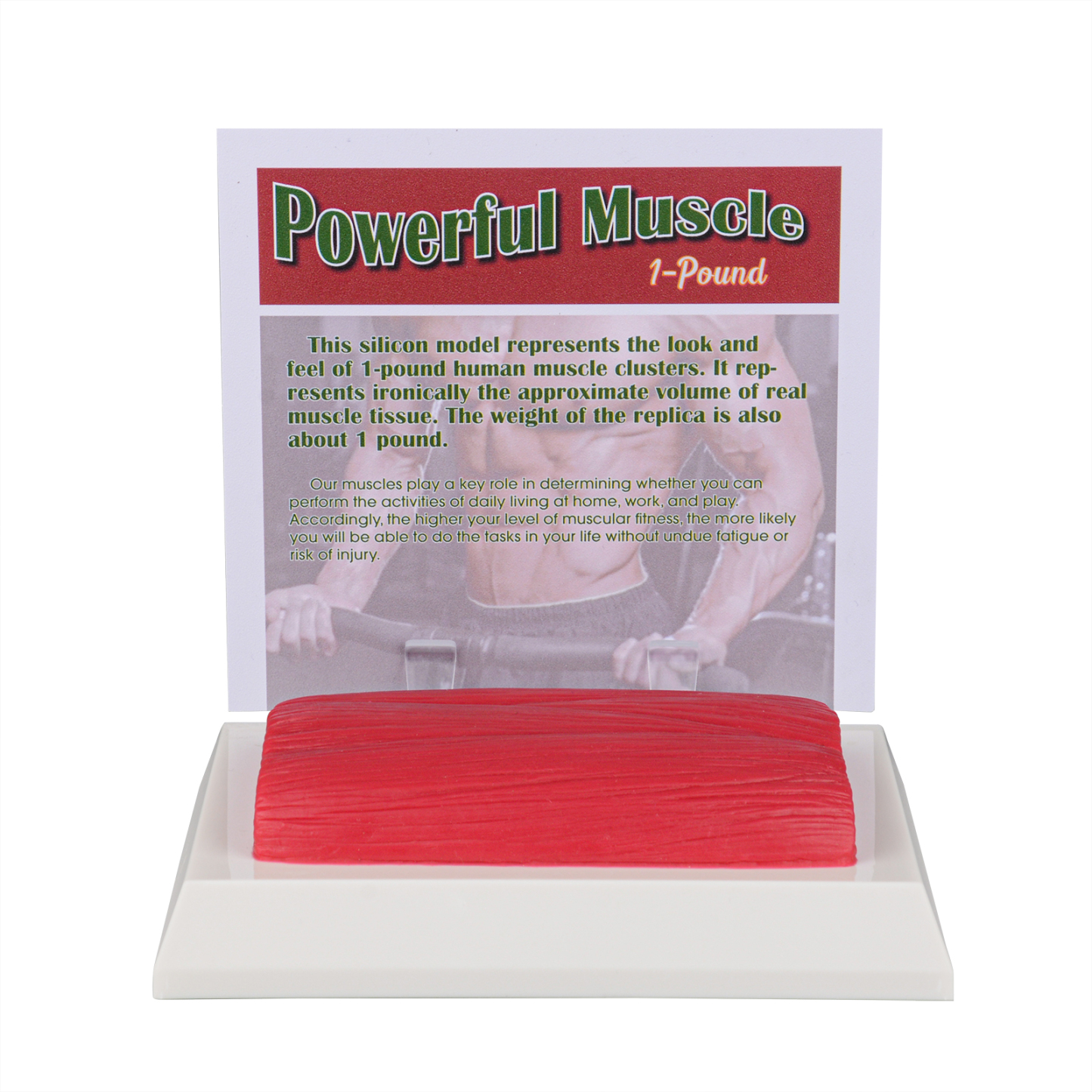 SimCoach 1 LB Muscle Replica