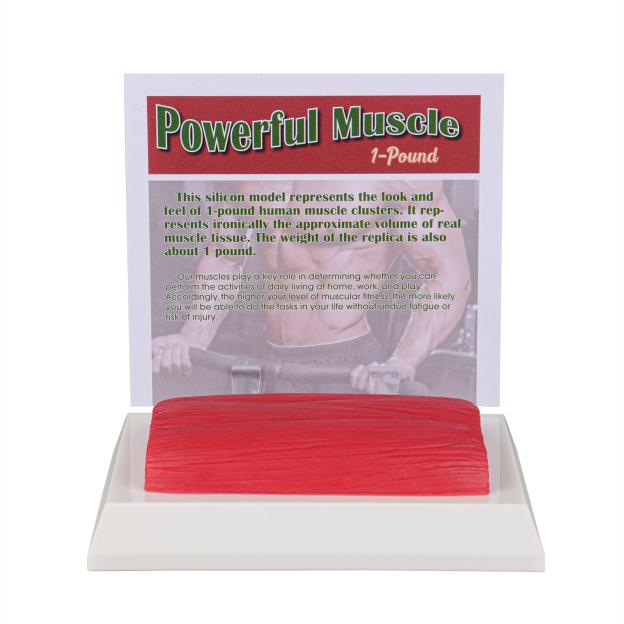 SimCoach 1 LB Muscle Replica