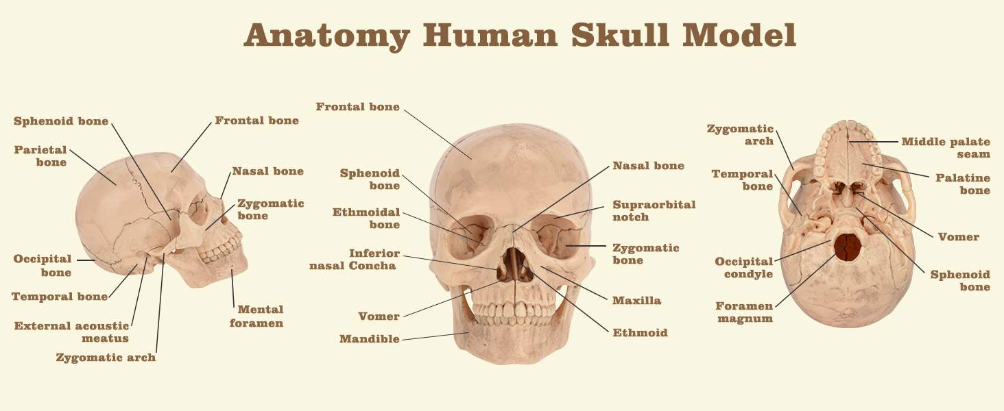 Anatomy Skull Model Showing Labeled Parts for Learning