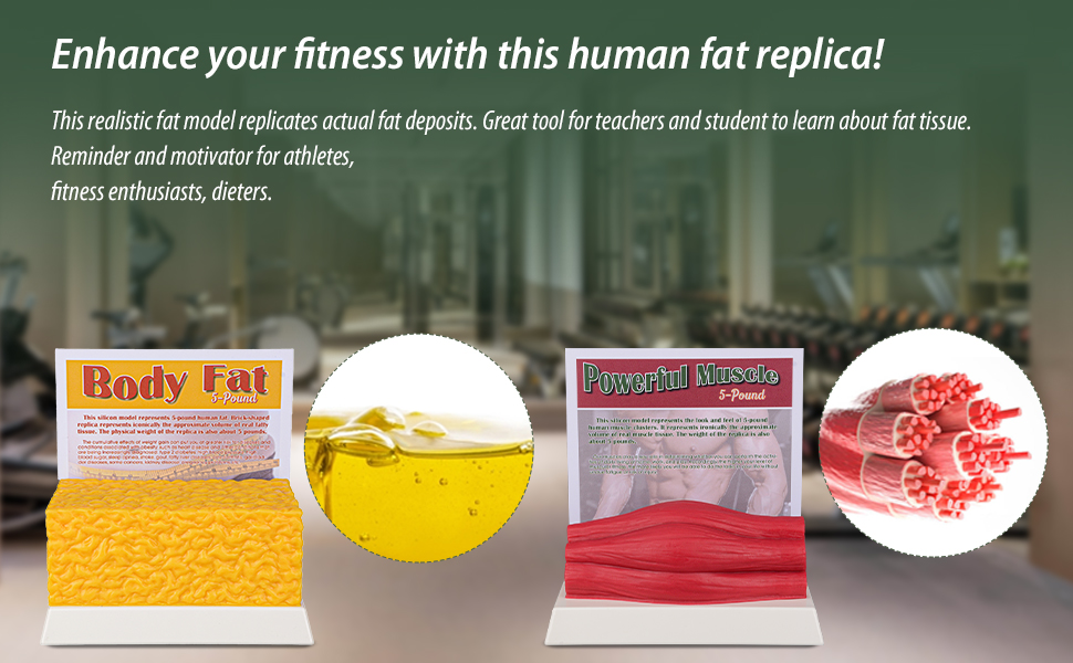Human Body Muscle and Fat Replicas for Nutrition Education