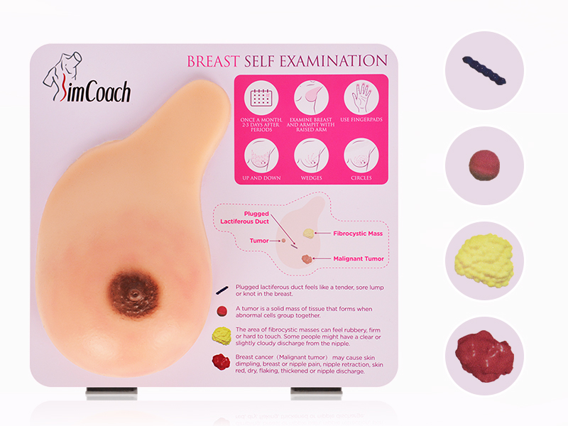 Breast Self Examination Model