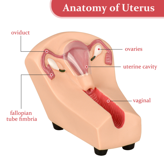 SimCoach Intrauterine Device Training Kit