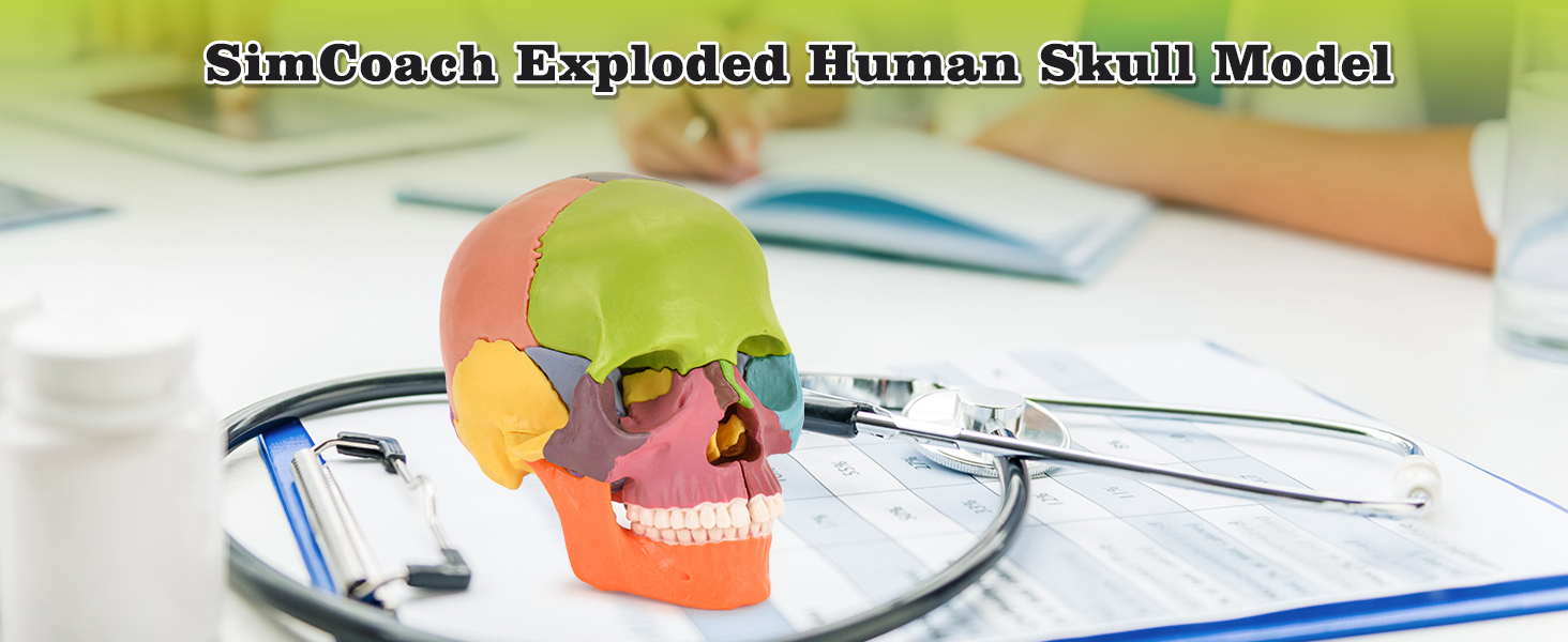 SimCoach Colored Human Skull Model