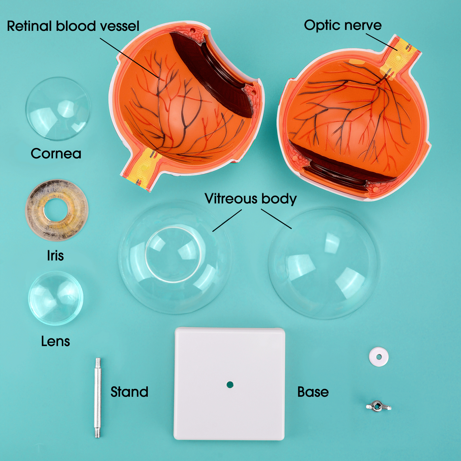 6X Enlarged Eye Anatomy Model