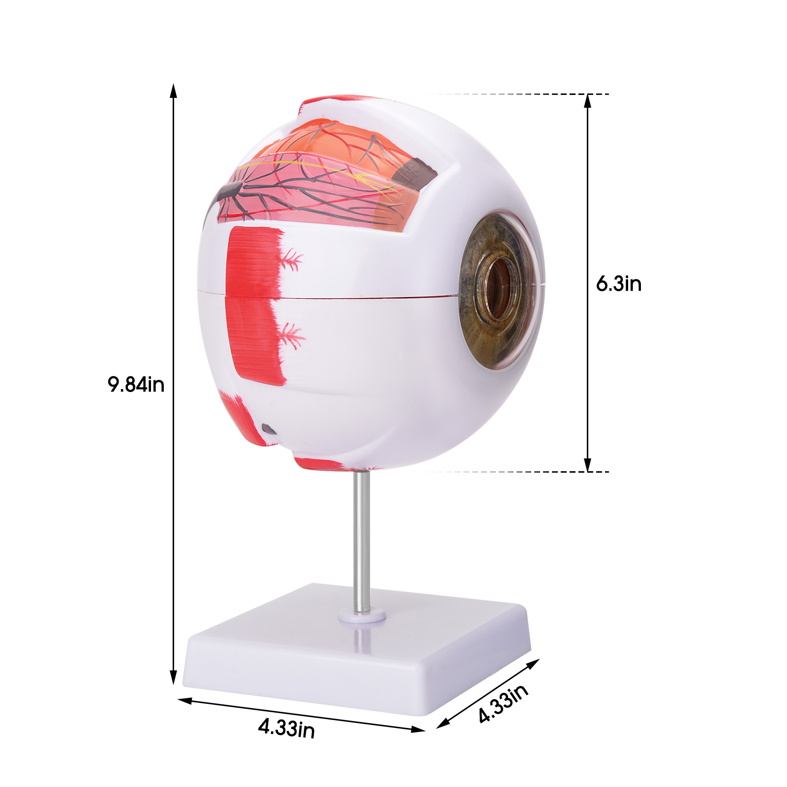 6X Enlarged Eye Anatomy Model
