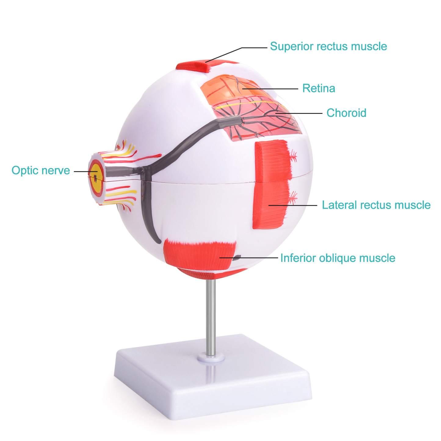 6X Enlarged Eye Anatomy Model
