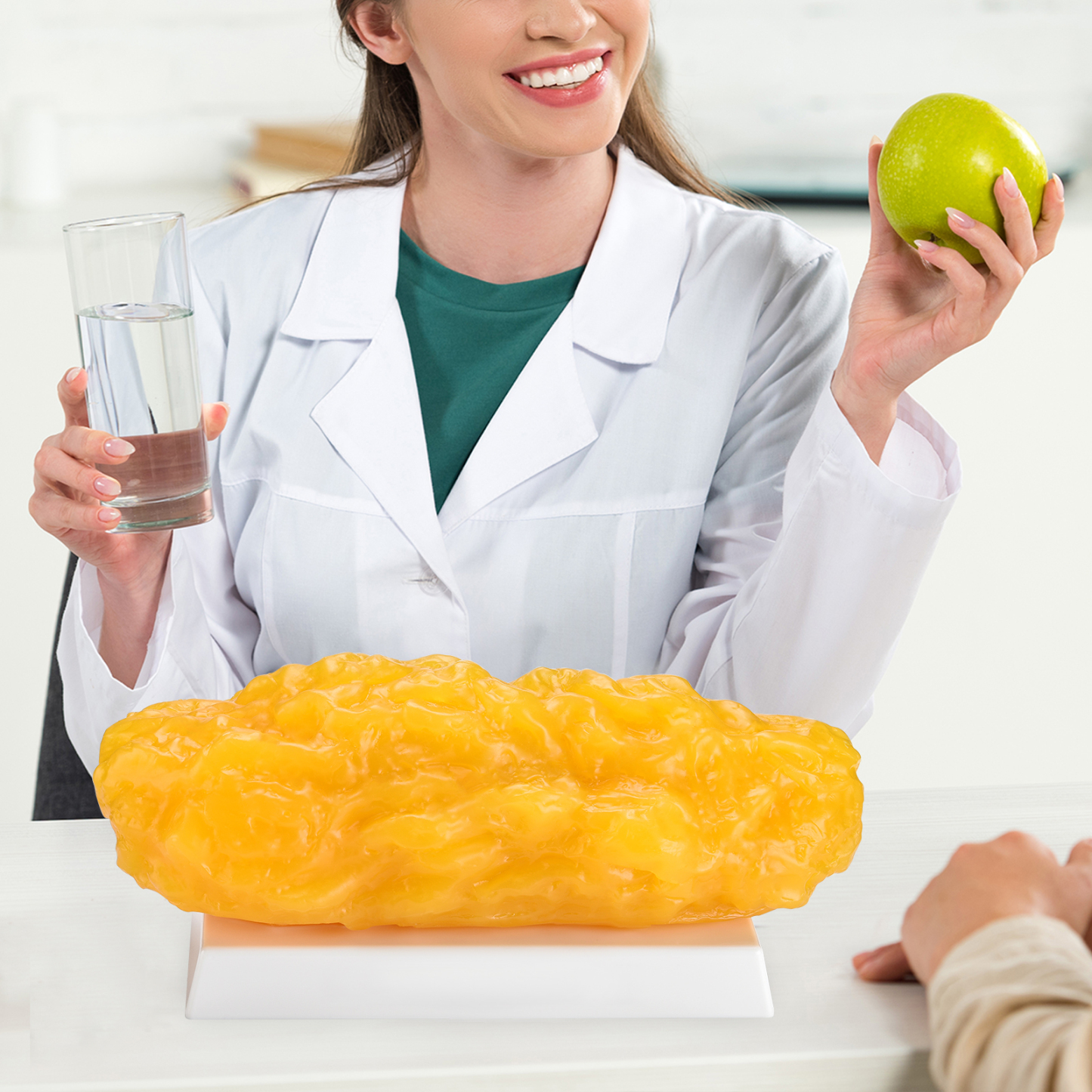 Interactive Fat Model Teaching Body Fat Distribution