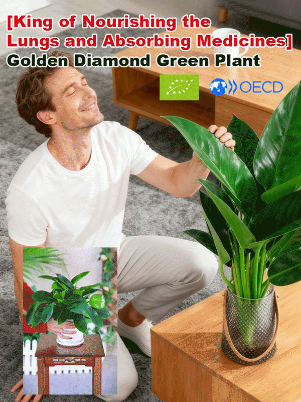 Złoty diament rośliny zielone【Król uzdrawiania płuc】